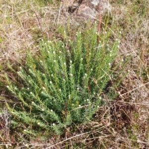 Rhodanthe anthemoides at Molonglo Valley, ACT - 31 Aug 2022