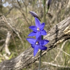 Thelymitra ixioides (Dotted Sun Orchid) at Vincentia, NSW - 29 Aug 2022 by AnneG1