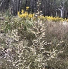 Leucopogon fletcheri subsp. brevisepalus (Twin Flower Beard-Heath) at Gossan Hill - 2 Sep 2022 by goyenjudy