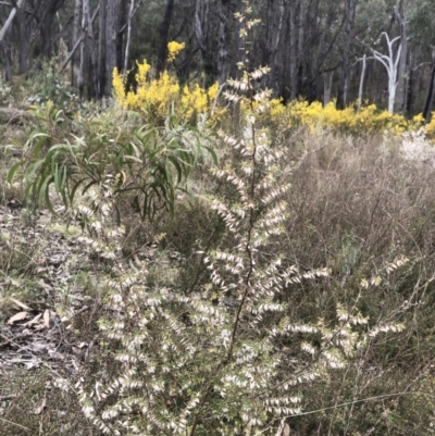 Leucopogon fletcheri subsp. brevisepalus (Twin Flower Beard-Heath) at Gossan Hill - 2 Sep 2022 by goyenjudy