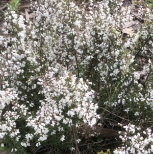 Styphelia fletcheri subsp. brevisepala at Bruce, ACT - 2 Sep 2022