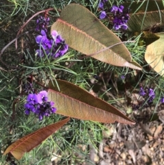 Hardenbergia violacea (False Sarsaparilla) at Bruce, ACT - 27 Aug 2022 by goyenjudy
