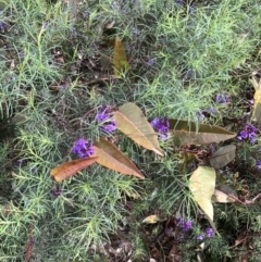 Hardenbergia violacea at Bruce, ACT - 27 Aug 2022 11:25 AM