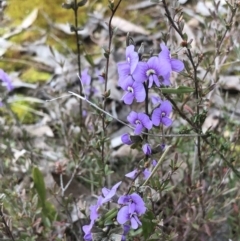 Hovea heterophylla (Common Hovea) at Gossan Hill - 27 Aug 2022 by goyenjudy