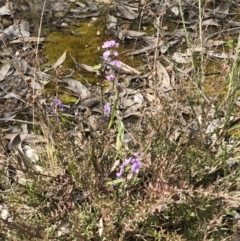 Hovea heterophylla at Bruce, ACT - 27 Aug 2022 11:19 AM