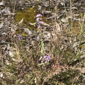 Hovea heterophylla at Bruce, ACT - 27 Aug 2022