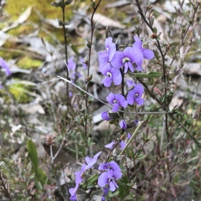 Hovea heterophylla (Common Hovea) at Bruce, ACT - 27 Aug 2022 by goyenjudy