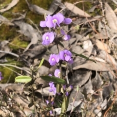 Hovea heterophylla at Bruce, ACT - 27 Aug 2022