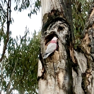 Eolophus roseicapilla at Bruce, ACT - 2 Sep 2022