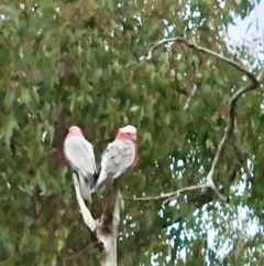 Eolophus roseicapilla at Bruce, ACT - 2 Sep 2022 10:49 AM