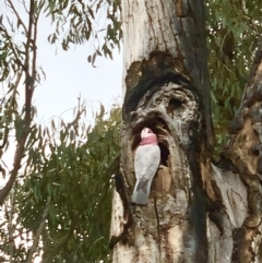 Eolophus roseicapilla at Bruce, ACT - 2 Sep 2022