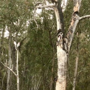 Eolophus roseicapilla at Bruce, ACT - 2 Sep 2022 10:49 AM