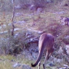 Macropus giganteus (Eastern Grey Kangaroo) at Mount Taylor - 31 Mar 2022 by MountTaylorParkcareGroup