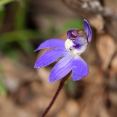 Cyanicula caerulea (Blue Fingers, Blue Fairies) at Bruce, ACT - 2 Sep 2022 by RobertD