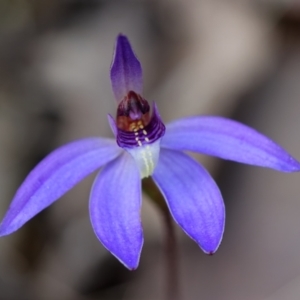 Cyanicula caerulea at Bruce, ACT - 2 Sep 2022