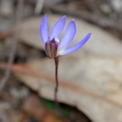 Cyanicula caerulea (Blue Fingers, Blue Fairies) at Bruce, ACT - 2 Sep 2022 by RobertD