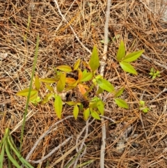 Nandina domestica (Sacred Bamboo) at Isaacs, ACT - 2 Sep 2022 by Mike