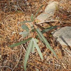 Brachychiton populneus subsp. populneus at Isaacs, ACT - 2 Sep 2022 02:57 PM