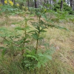 Acacia elata at Isaacs, ACT - 2 Sep 2022 02:54 PM