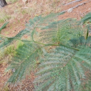 Acacia decurrens at Isaacs, ACT - 2 Sep 2022