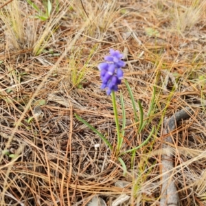 Muscari armeniacum at Isaacs, ACT - 2 Sep 2022