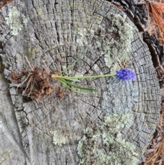 Muscari armeniacum at Isaacs, ACT - 2 Sep 2022