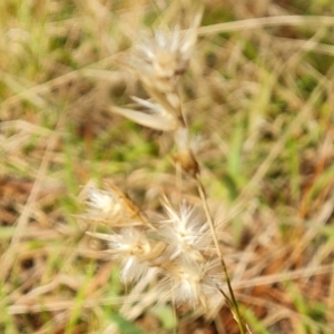 Rytidosperma laeve at Isaacs, ACT - 5 Sep 2022