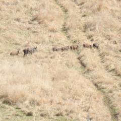 Sus scrofa (Pig (feral)) at Paddys River, ACT - 2 Sep 2022 by HelenCross