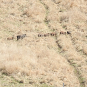 Sus scrofa at Paddys River, ACT - 2 Sep 2022