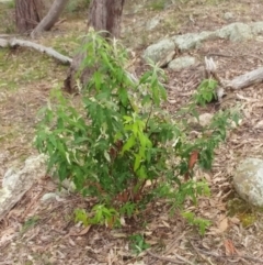 Olearia lirata at Molonglo Valley, ACT - 31 Aug 2022 12:59 PM