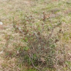 Dodonaea viscosa at Molonglo Valley, ACT - 31 Aug 2022