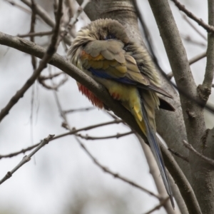 Northiella haematogaster at Belconnen, ACT - 2 Sep 2022