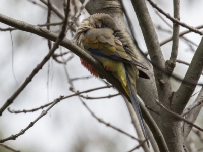 Northiella haematogaster (Greater Bluebonnet) at Belconnen, ACT - 2 Sep 2022 by rawshorty