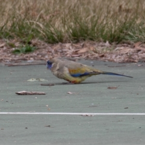 Northiella haematogaster at Belconnen, ACT - 2 Sep 2022