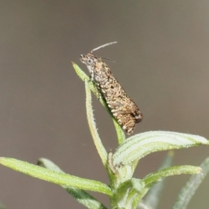 Olethreutinae (subfamily) at Rendezvous Creek, ACT - 1 Sep 2022