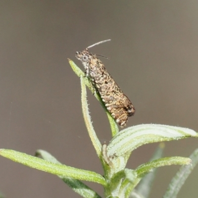 Olethreutinae (subfamily) (Unidentified leaf roller) at Rendezvous Creek, ACT - 1 Sep 2022 by RAllen