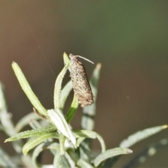 Olethreutinae (subfamily) at Rendezvous Creek, ACT - suppressed