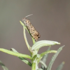 Olethreutinae (subfamily) at Rendezvous Creek, ACT - suppressed