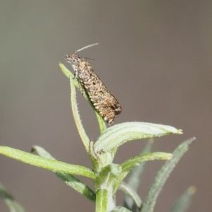 Olethreutinae (subfamily) at Rendezvous Creek, ACT - 1 Sep 2022