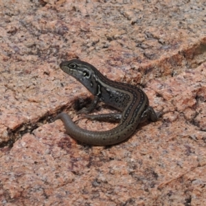 Liopholis whitii at Rendezvous Creek, ACT - suppressed