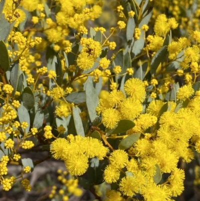 Acacia buxifolia subsp. buxifolia (Box-leaf Wattle) at Paddys River, ACT - 2 Sep 2022 by Steve_Bok