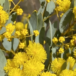 Acacia buxifolia subsp. buxifolia at Paddys River, ACT - 2 Sep 2022