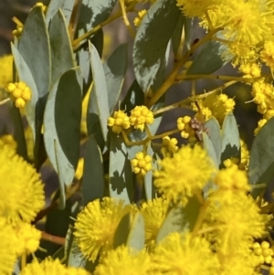 Acacia buxifolia subsp. buxifolia at Paddys River, ACT - 2 Sep 2022