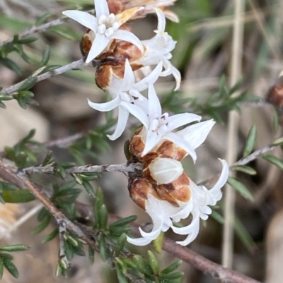 Cryptandra speciosa subsp. speciosa (Silky Cryptandra) at Bullen Range - 2 Sep 2022 by Steve_Bok