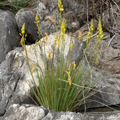 Bulbine glauca (Rock Lily) at Bullen Range - 2 Sep 2022 by Steve_Bok
