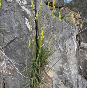 Bulbine glauca at Paddys River, ACT - 2 Sep 2022