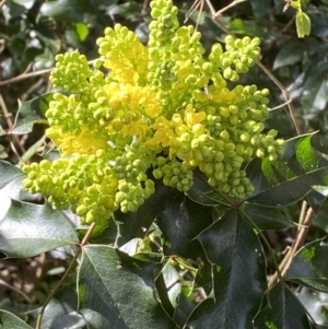 Berberis aquifolium at Coree, ACT - 2 Sep 2022