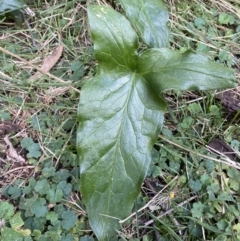 Arum italicum at Coree, ACT - 2 Sep 2022