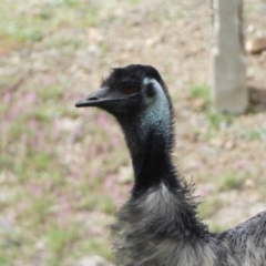 Dromaius novaehollandiae at Coree, ACT - 2 Sep 2022