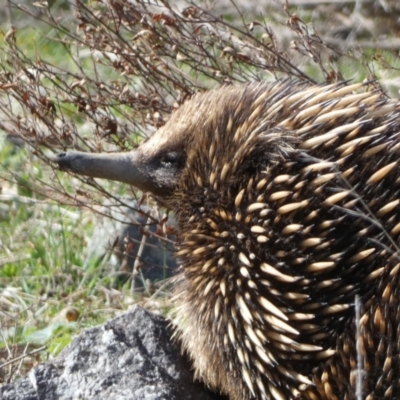 Tachyglossus aculeatus (Short-beaked Echidna) at Cotter Reservoir - 2 Sep 2022 by SteveBorkowskis